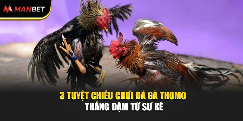 3 tuyệt chiêu chơi đá gà Thomo thắng đậm từ sư kê