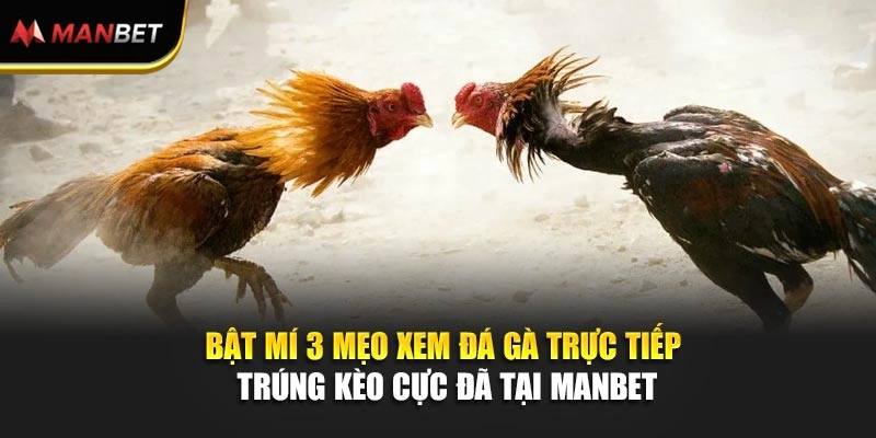 3 Mẹo Xem Đá Gà Trực Tiếp Trúng Kèo Cực Đã Tại ManBet