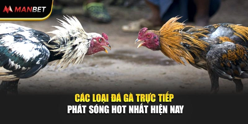 Các loại đá gà trực tiếp phát sóng hot nhất hiện nay