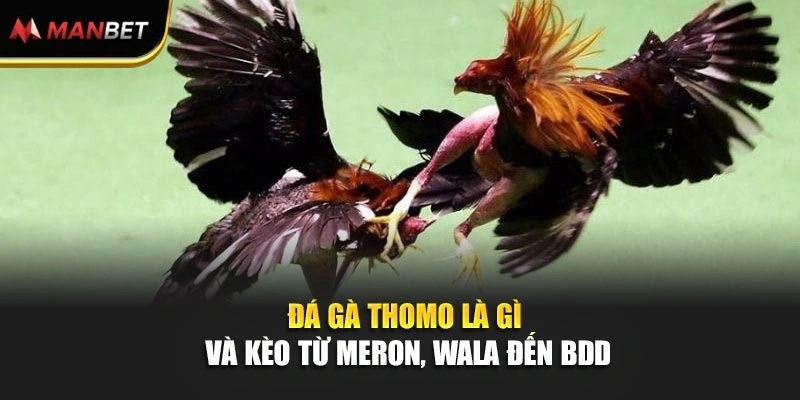Đá gà Thomo là gì và kèo từ Meron, Wala đến BDD