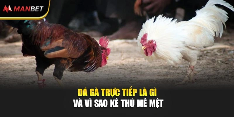 Đá gà trực tiếp là gì và vì sao kê thủ mê mệt