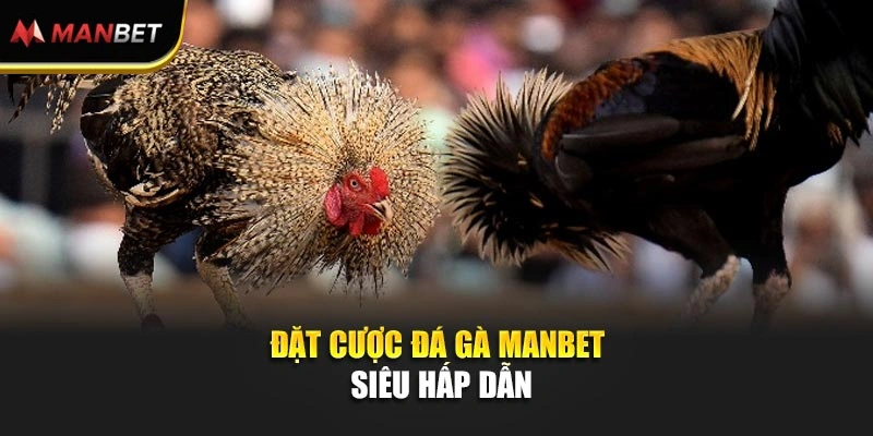 Đặt cược Đá gà ManBet siêu hấp dẫn