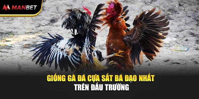 Giống gà đá cựa sắt bá đạo nhất trên đấu trường