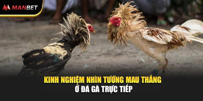 Kinh nghiệm nhìn tướng mau thắng ở đá gà trực tiếp