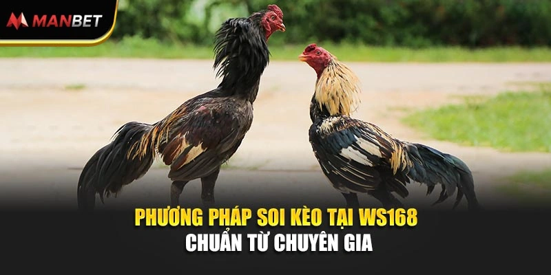 Phương pháp soi kèo tại WS168 chuẩn từ chuyên gia