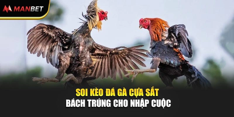 Soi kèo đá gà cựa sắt bách trúng cho nhập cuộc