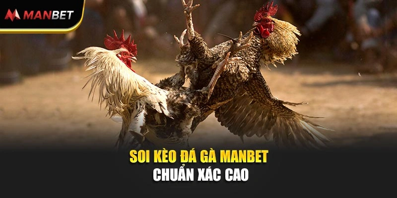 Soi kèo Đá gà ManBet chuẩn xác cao