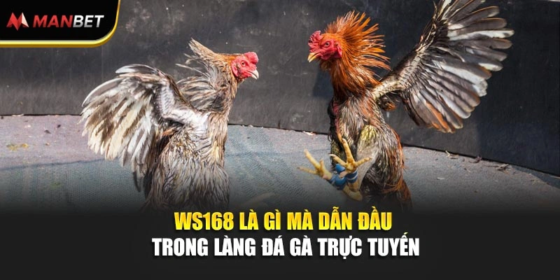 WS168 là gì mà dẫn đầu trong làng đá gà trực tuyến